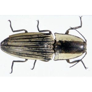 CHALCOLEPIDIUS SP